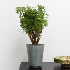 Polyscias fruticosa 'Ming' Tender Mini Tree Shrub Houseplant 1x 12cm Pot by T&M