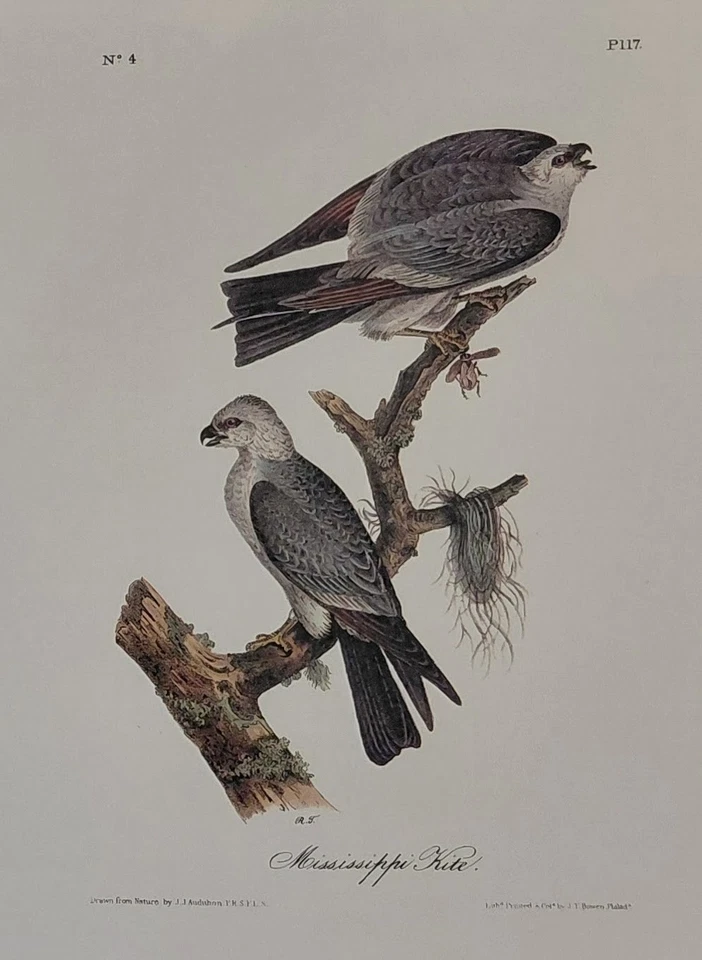 2 Audubon Octavo Birds 1ª Edición MS Kite Pl 117 y Swallow Hawk Pl 18 Impresión de Libro Foto 3 de 4