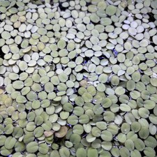 10 Salvinia Minima Water Spangles Live Floating Aquarium Plants Easy Green