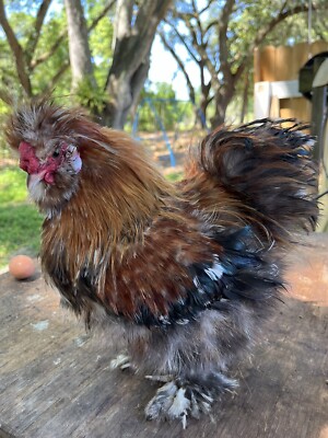 6 Millie Fleur Silkie/satin Hatching Eggs.  Chance of naked neck and frizzleNPIP