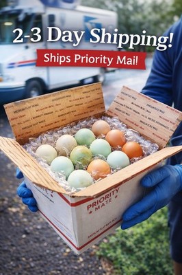 12 Fertile Hatching Eggs   Easter Egger Blue/Green + Brown Barnyard Mix