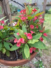 Petite Pink Blooming Crown Of Thorns Euphorbia Milii Bushy Plants With Roots