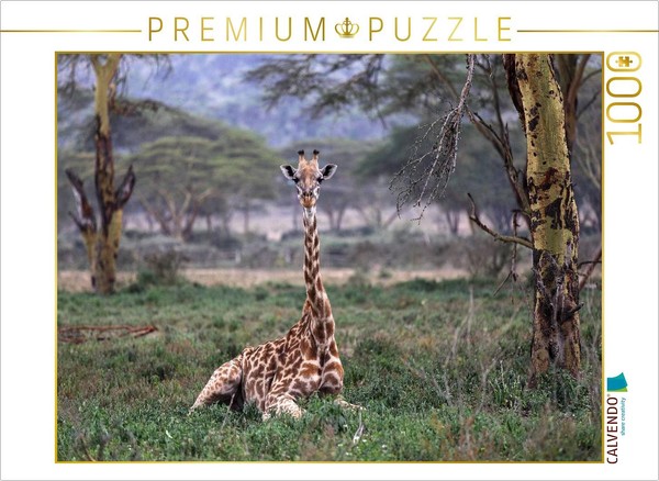 Calvendo Puzzle Giraffen – Mittagsruhe | 1000 Teile Lege-GrößE 64X48Cm Foto-Puzz-image