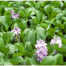 Winter Stock of Water Hyacinth - Live Aquarium Koi Pond Aquatic Plants Groupings