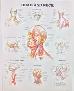 Throat Anatomy Chart