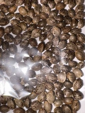 Hemp Seeds for Planting 70+ seeds each pack