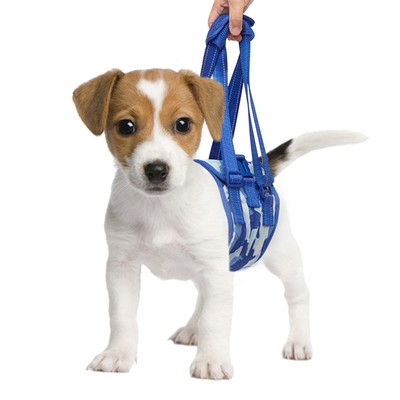 dog rehab sling