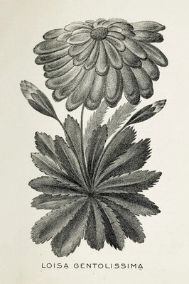   Botanical Art Print - 'Loisa Gentolissima' Illustration - 16x24  - Premium