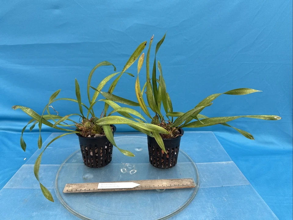 "Maceta de 4"" Maxillaria porphyrostele amarillo púrpura marrón especie de orquídea fresca" Foto 2 de 4