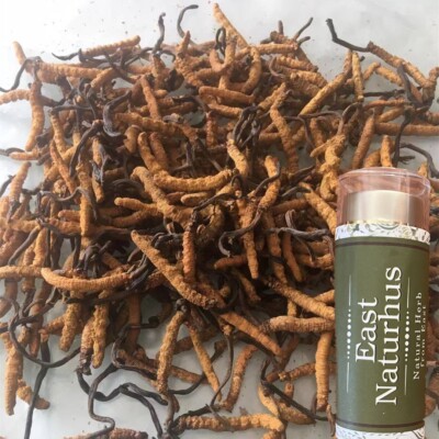 Cordyceps Sinensis Wild Caterpillar Fungus from Indian Himalaya 25 Pieces 10 Gm