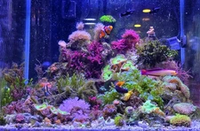  Macroalgae Variety 5 Pack – 5 Different Species – Refugium or Display Tank 