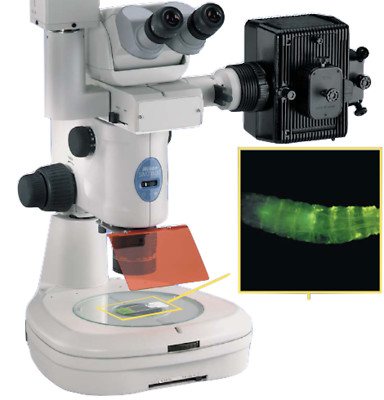 Nikon Epi Fluorescent Stereo Microscope SMZ1500 set