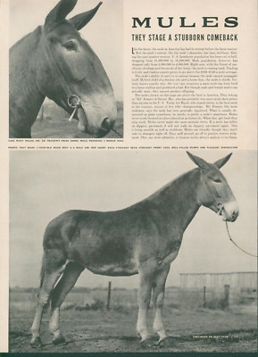1942 Mules Stubborn Comeback Ed Frazier Prize Mules Play Roll In Dirt Story L42