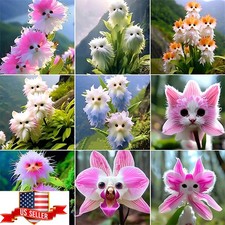 50pcs Monkey Face Orchid Flower Seeds mix Plant Bonsai Home Garden USA SELLER