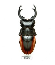 BEETLE, INSECT-H6870. Lucanidae: Odontolabis cuvera fallaciosa - 87.5MM, VIETNAM