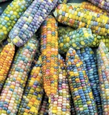 Glass Gem Ornamental Corn, Rainbow Color corn plants
