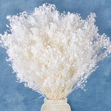 7000 Ivory White Dried Baby's Breath Flowers Bulk - 17 inches 100 mini Natu...