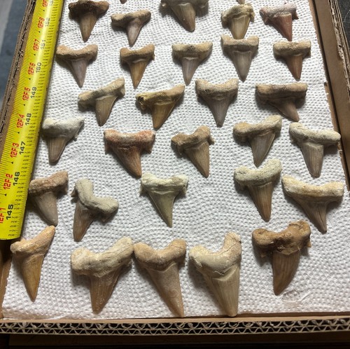 40 Pclot Otodus Obliquus FOSSIL SHARK Tooth 60 Million Years 1 1/2” Average - Picture 6 of 6