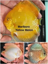 Pack of 3 Live Discus Fish 3.75" - 4"   Vibrant Aquarium Fish   Overnight Ship