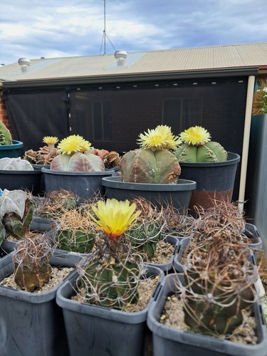 100+ FRESH Astrophytum Mixed Hybrid Seeds - Picture 2 of 12