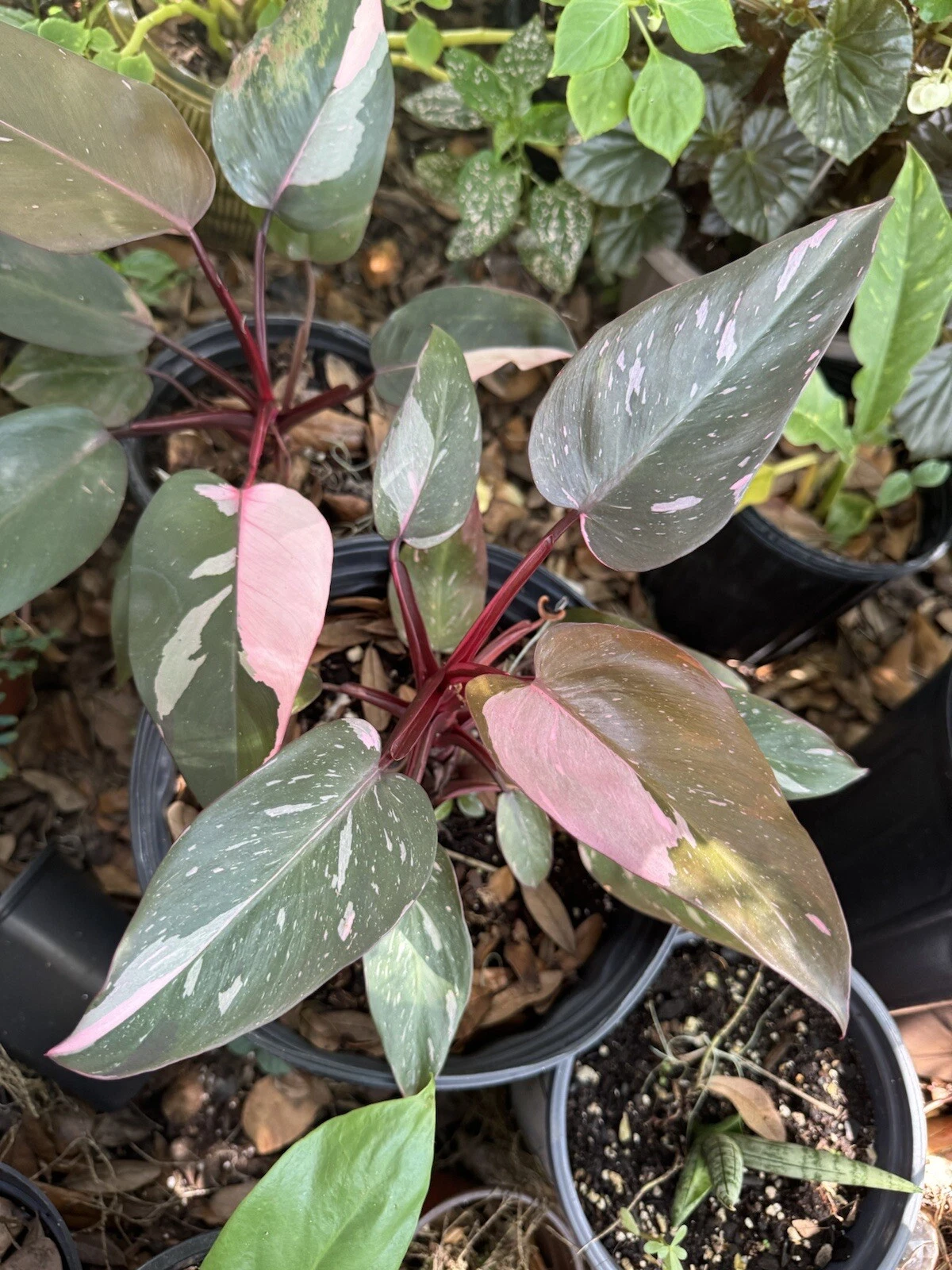 philodendron strawberry shake Plant