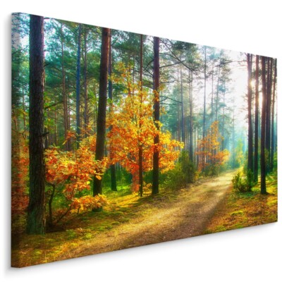 Fabelhafte Canvas LEINWAND BILDER XXL Kunstdruck Natur Wald Weg 3D Sonne 1332
