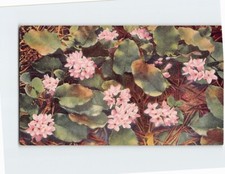 Postcard Trailing Arbutus State Flower of Massachusetts USA
