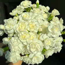 Climbing Jasmine Seeds for Planting, 400 Pcs Fragrant Climber Jasmine Perennial