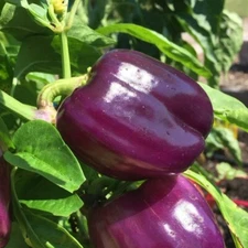 Purple Beauty Pepper Seeds, Sweet Bell, Garden Favorite, Non-GMO, Free Shipping