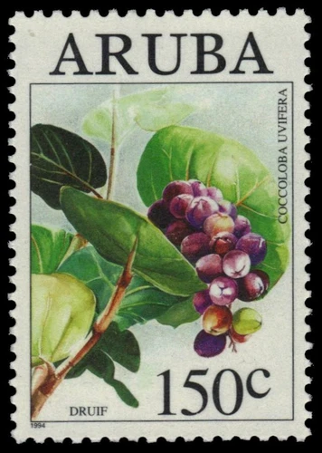 ARUBA 112 - Sea Grape "Coccoloba uvifera" (pb18802)
