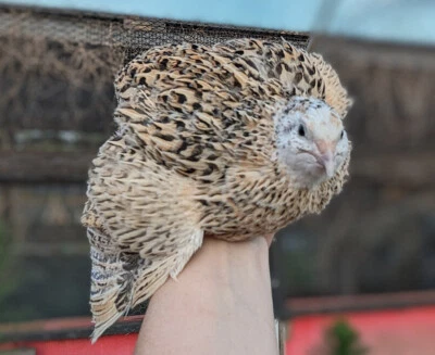 FIREFLY FARM 300 ++ Rainbow Coturnix Quail Hatching Eggs NPIP