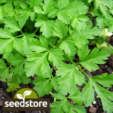 Giant Italian Parsley Seeds | Heirloom / Non-GMO | Free Ship | Herb Seeds | 1133