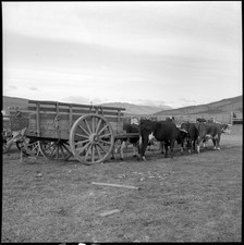 Chile Patagonia Ranch - Lot of 5 Antique Photo Negative Year 1950 60