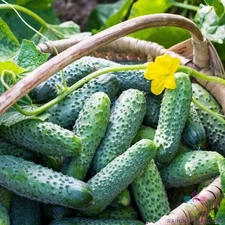 25+ Salad Bush Cucumber Seeds for Garden Planting - USA - FREE SHIPPING!