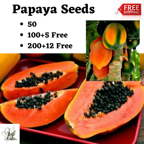Papaya Seeds Rare Red Dwarf Solo Waimanalo (Carica Papaya) fruit seeds