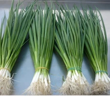 1,000 Heirloom White Lisbon Bunching Onion Scallion Seeds Non GMO Organic