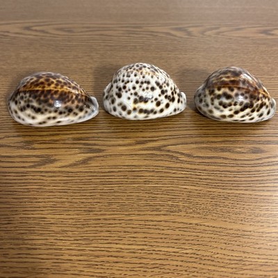 Large Tiger Cowrie Shell Cypraea tigris Natural Sea Lot Of 3 Shells