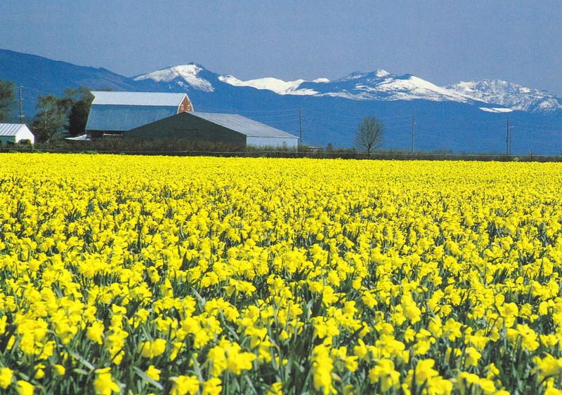Daffodils, Roozengaaarde, Mount Vernon, Washington