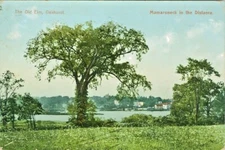 Oakhurst NY The Old Elm and Mamaroneck in the Distance 1909