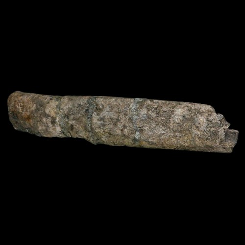 11.4" Camarasaurus Dinosaur Fossil Rib Bone Morrison FM CO Jurassic Age COA - Picture 5 of 11