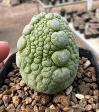 Pseudolithos migiurtinus x dodsoniana fr se-ed F may develop into beautiful clum