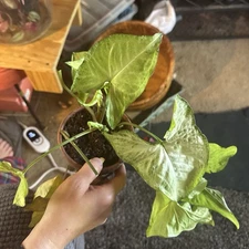 Verigated Arrowhead Plant 3in Clay Pot