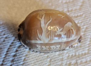 Vintage Hand Carved Cowrie Sea Shell Souvenir India
