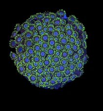 WYSIWYG Green and Purple Goniopora Colony – Live LPS Coral for Reef Tank Goni