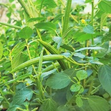 Molokhia (Egyptian Spinach) Seeds - For 2026 Planting Corchorus Olitorius
