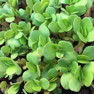 purslane portulaca herb seeds