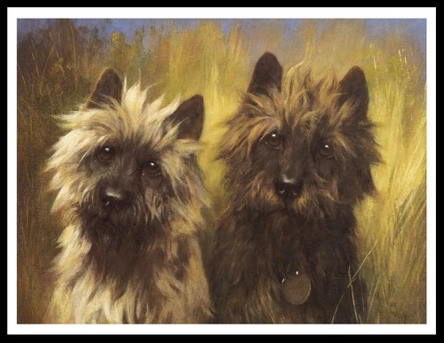 CAIRN TERRIER DOGS HEAD STUDY  DOG ART PRINT POSTER