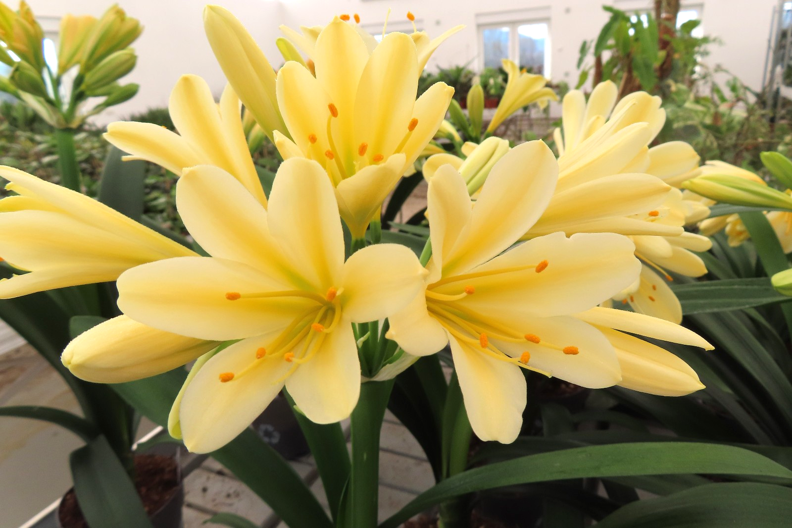 Clivia Clivie Klivie citrina gelb