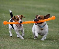 Dog Tug Toy Durable Rubber Safe Stick Safestix Free Shipping Dog Tug Toy Durable Rubber Safe Stick Safestix Free Shipping