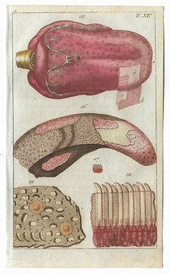 Antique 1806 HAND COLORED ANATOMICAL ENGRAVING Human Medical Anatomy Print #4